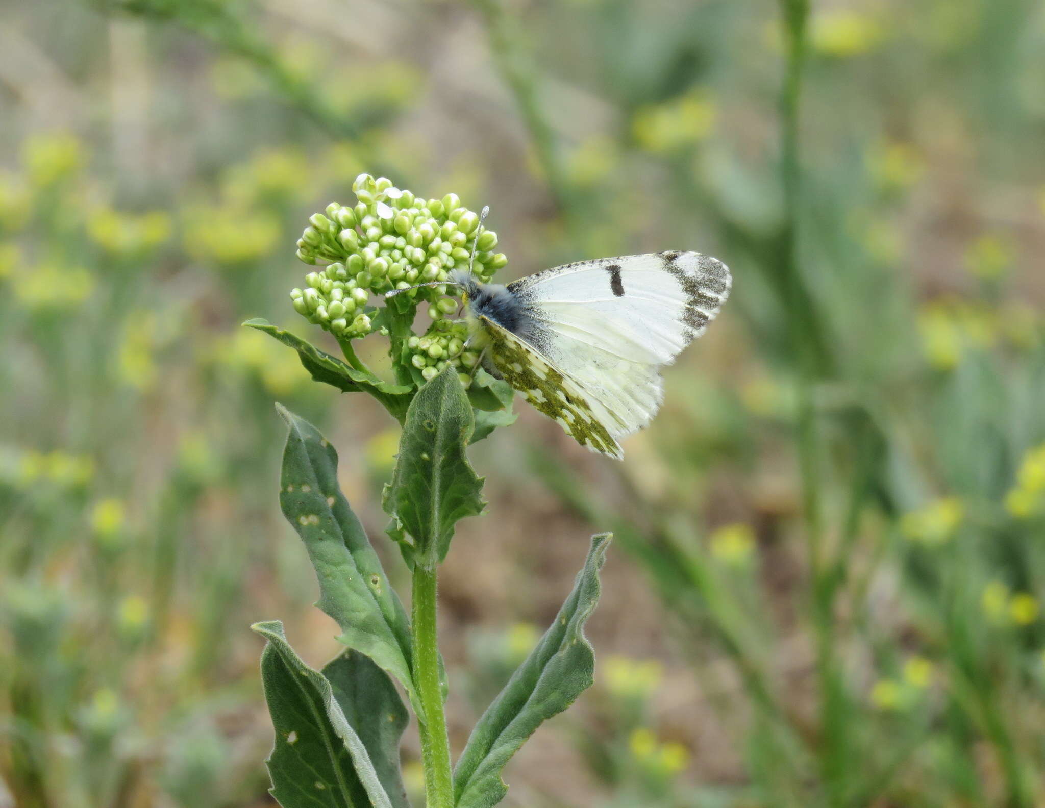 Image of <i>Euchloe ausonides coloradensis</i>