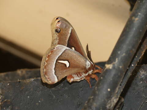 Image of Ceanothus Silkmoth