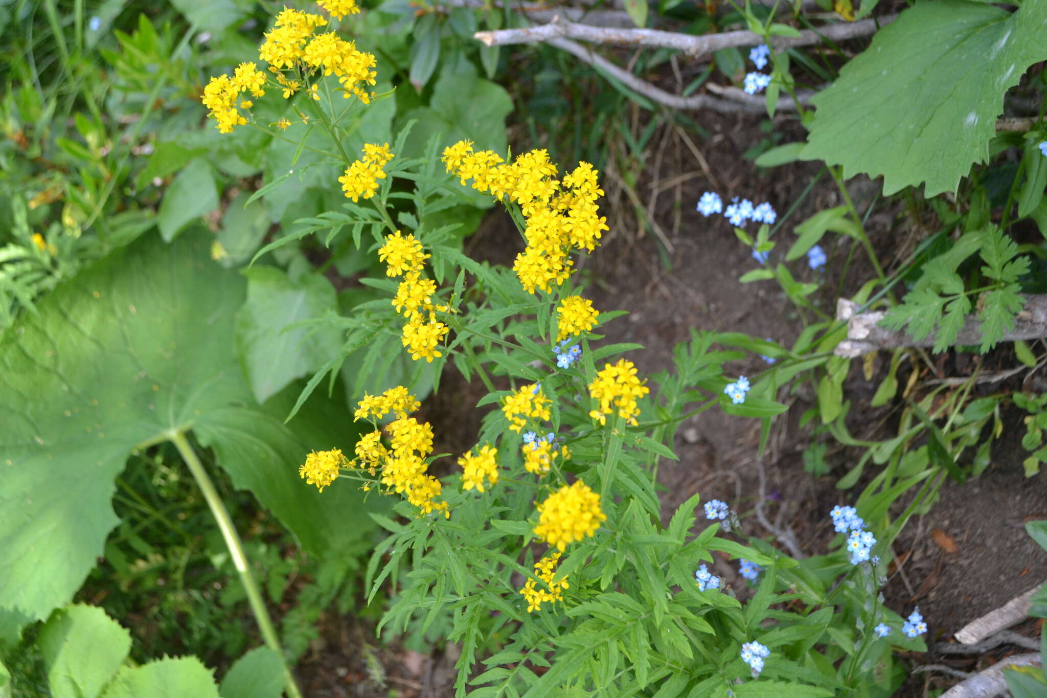 Image of Descurainia tanacetifolia (L.) Prantl