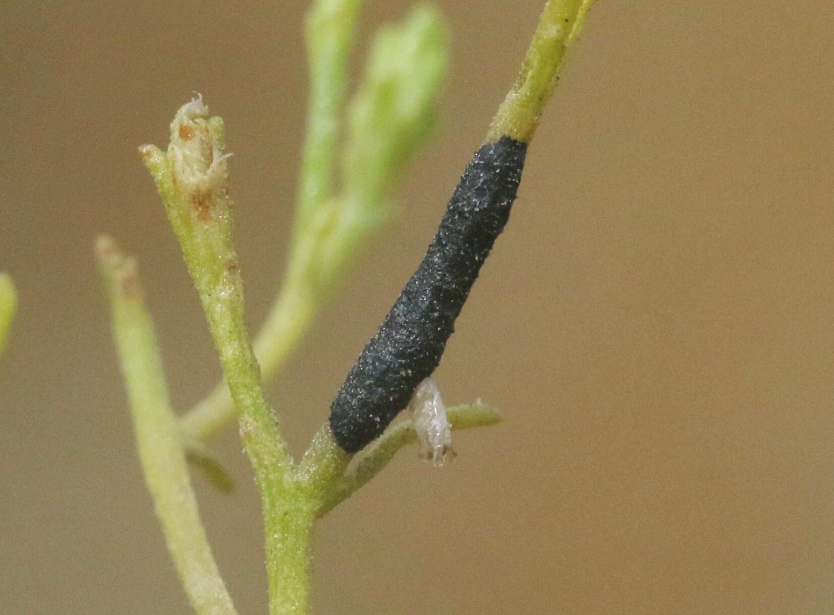 Image of Asteromyia gutierreziae Felt 1916