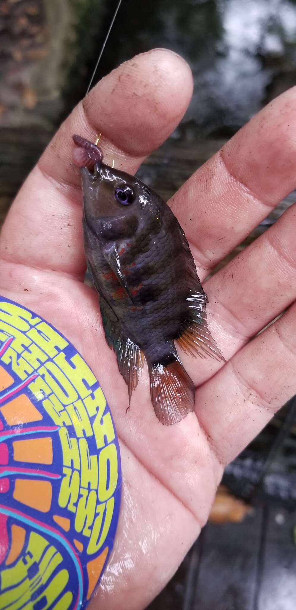 Image of Amatitlán Cichlids