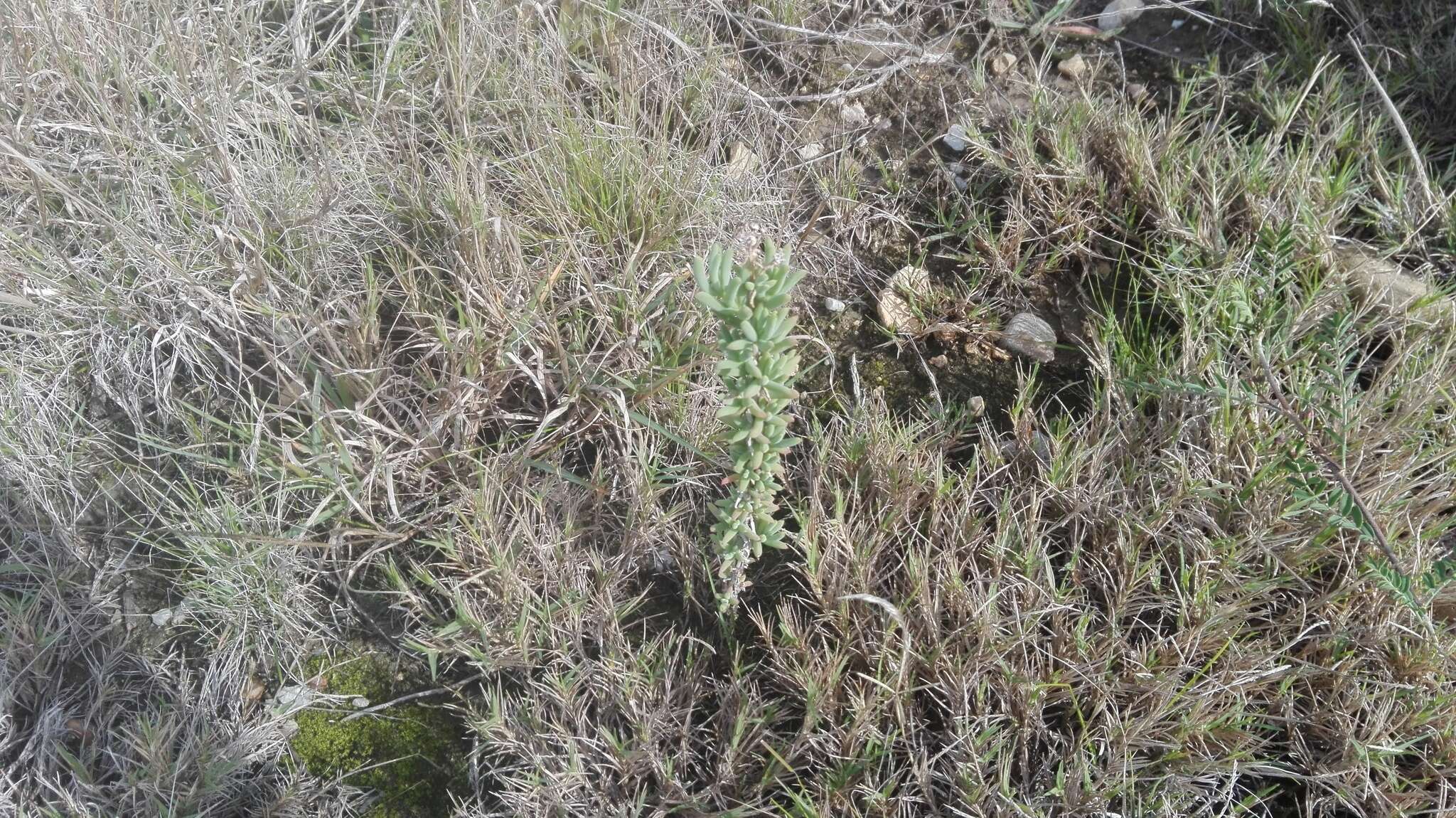 Imagem de Delosperma testaceum (Haw.) Schwant.