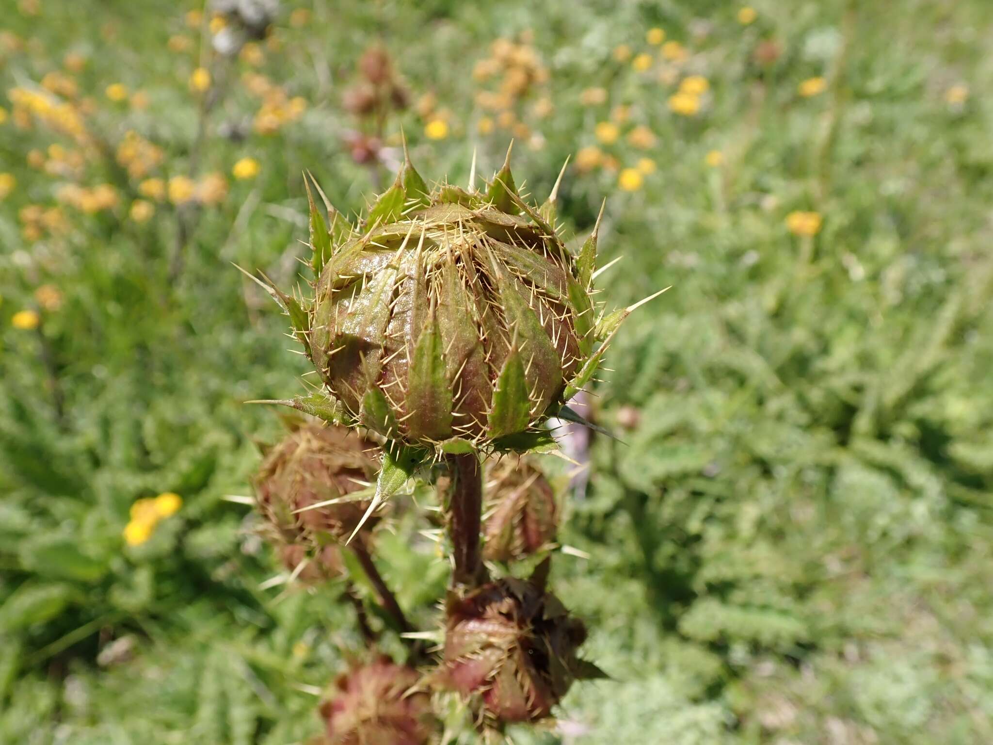 Image of Berkheya purpurea (DC.) Benth. & Hook. fil. ex Mast.