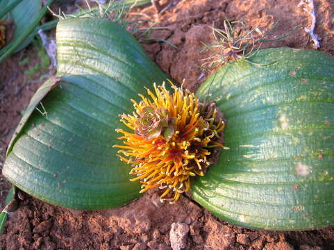 Image de Daubenya marginata (Willd. ex Kunth) J. C. Manning & A. M. van der Merwe