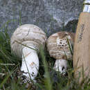 Macrolepiota brunnescens Vellinga 2003 resmi