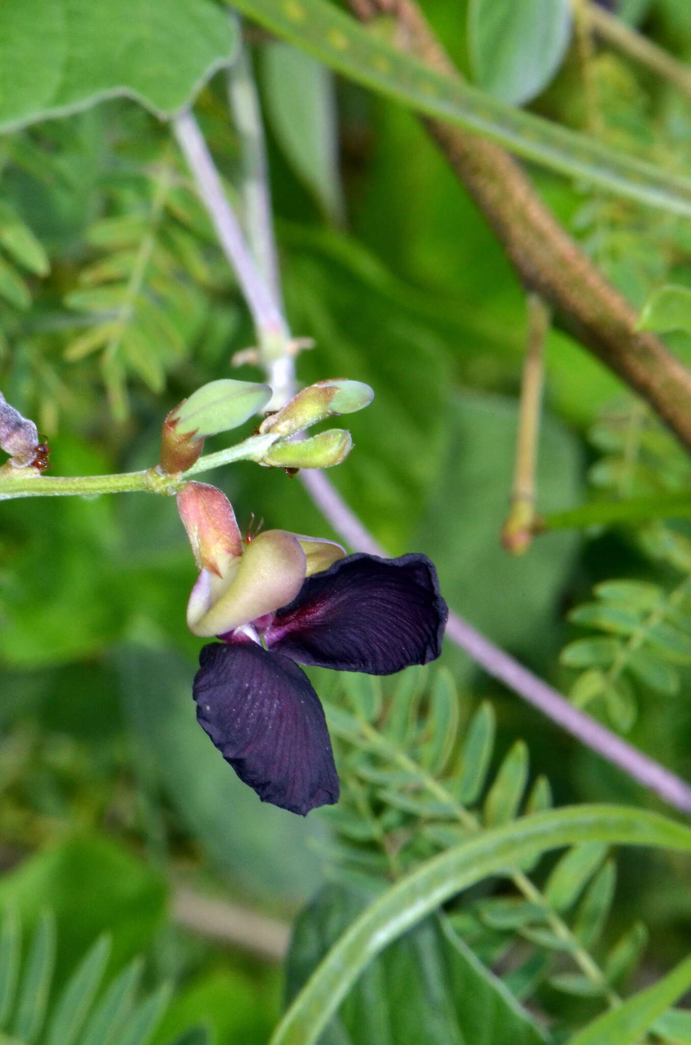 Macroptilium atropurpureum (DC.) Urb. resmi