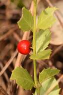 صورة Crossopetalum ilicifolium (Poir.) Kuntze