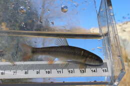 Image of Hornyhead Chub