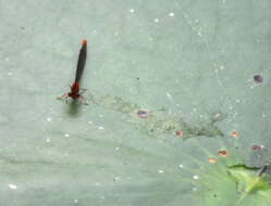 Image of Lilypad Forktail