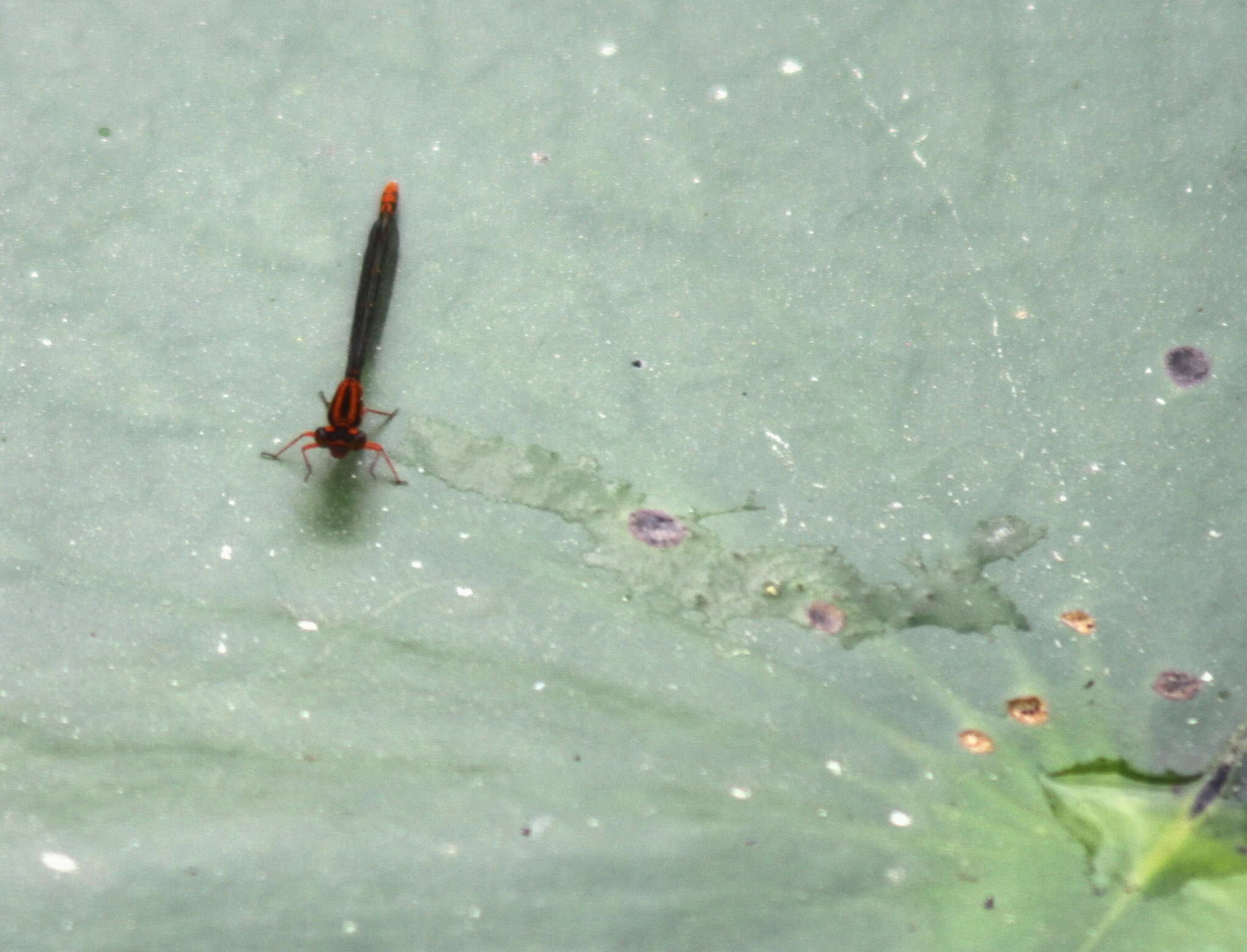 Image of Lilypad Forktail