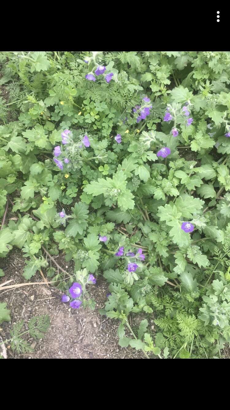 Phacelia austrotexana (J. A. Moyer) B. L. Turner的圖片