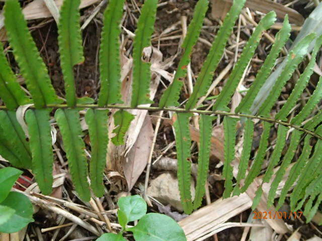 Image de Nephrolepis brownii (Desv.) Hovenk. & Miyam.