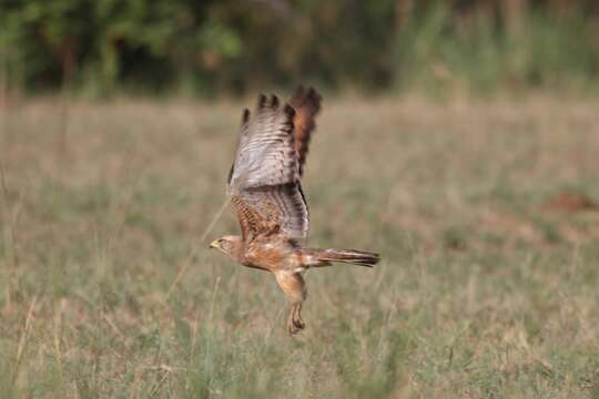 Image of Grasshopper Buzzard