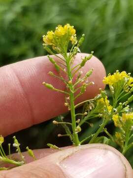 Image de Rorippa palustris subsp. hispida (Desv.) Jonsell