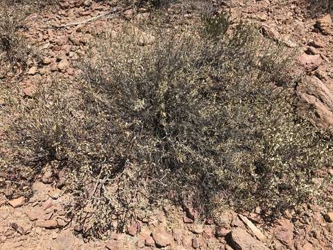 Image of triangle bur ragweed