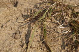 Image of Gattinger's Panic Grass