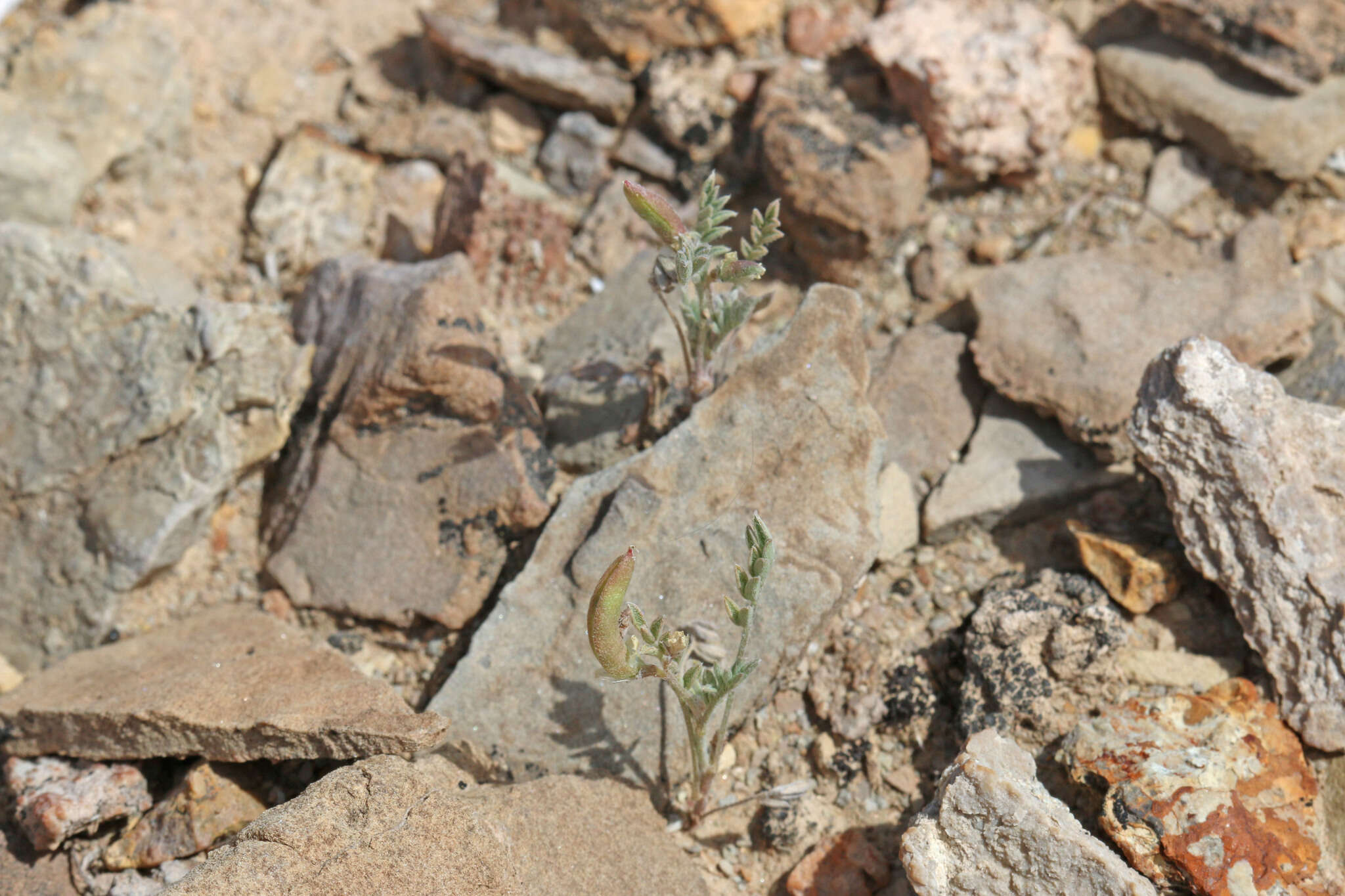 Sivun Astragalus nuttallianus var. imperfectus (Rydb.) Barneby kuva