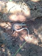 Image of Spotted Sandveld Lizard