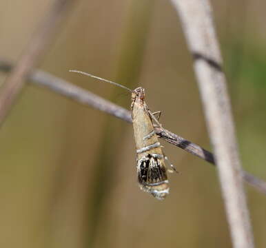 Слика од Glyphipterix cometophora Meyrick 1880