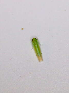 Image of Potato Leafhopper