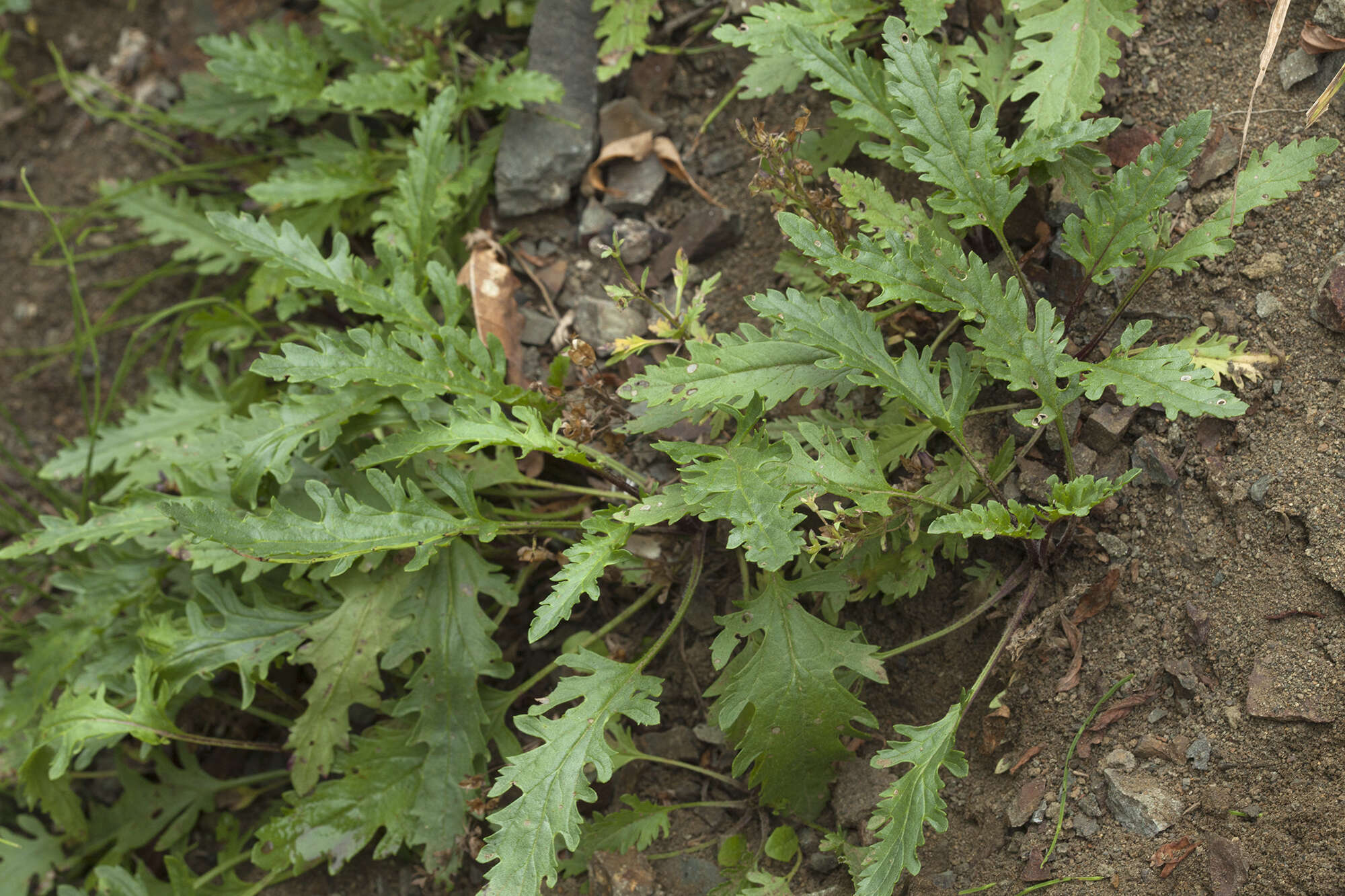 Image of Veronica schmidtiana Regel