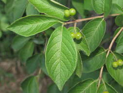 Image of Manchurian honeysuckle