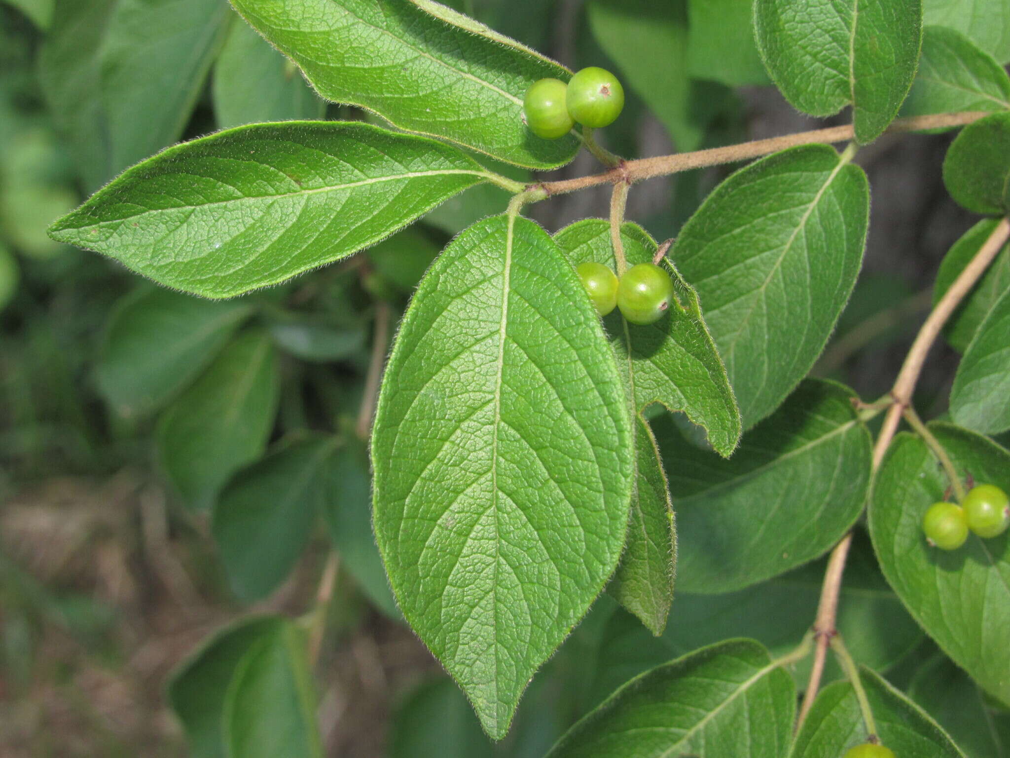 Image of Manchurian honeysuckle