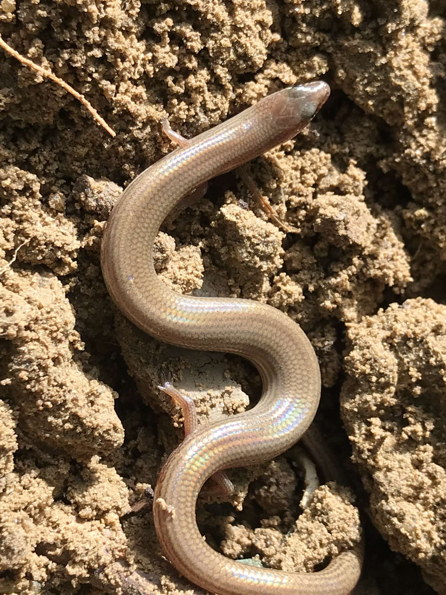 Image of Lygosoma siamense Siler, Heitz, Davis, Freitas, Aowphol, Termprayoon & Grismer 2018