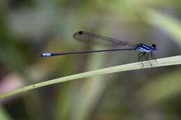 Image of Melanoneura bilineata Fraser 1922