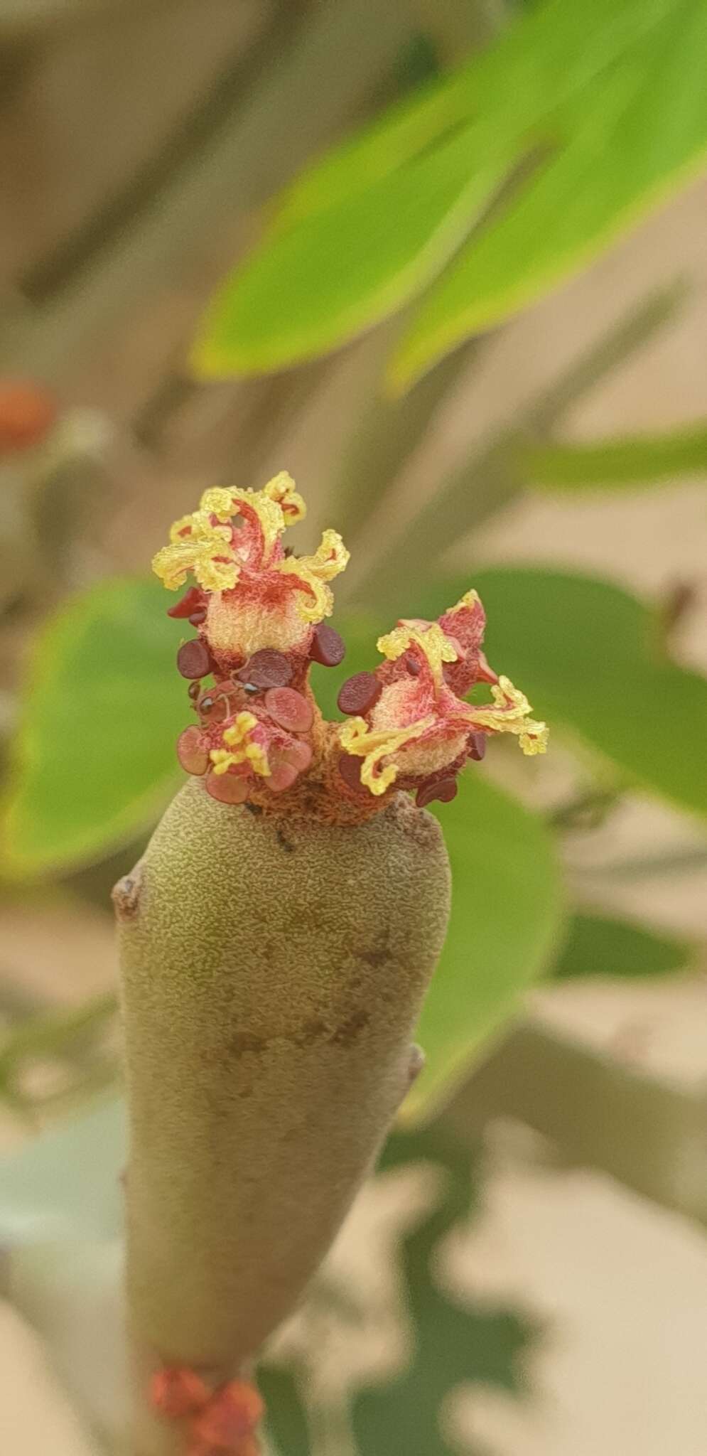 Слика од Euphorbia xylophylloides Brongn. ex Lem.