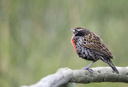 Image of Peruvian Meadowlark