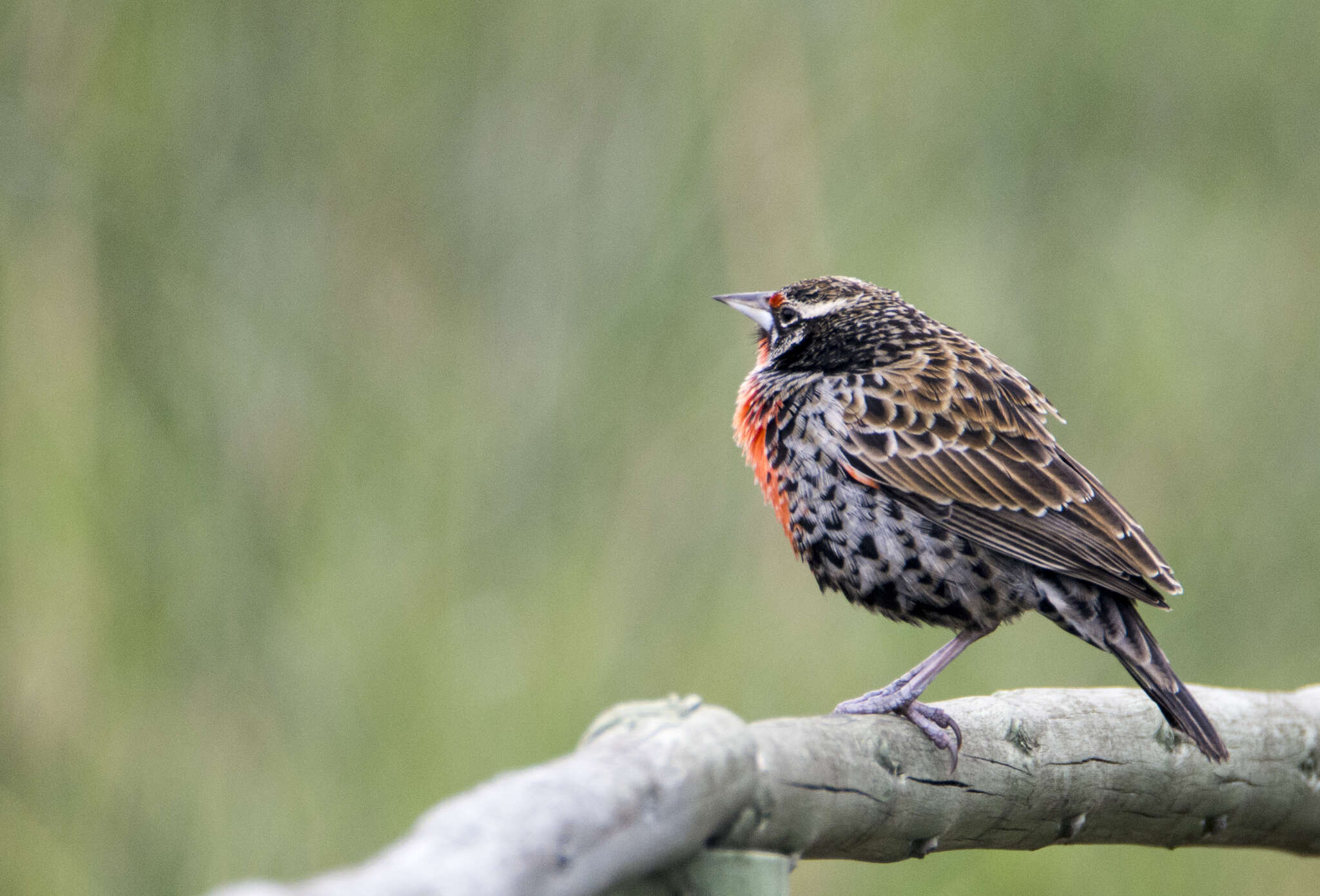 Image of Peruvian Meadowlark