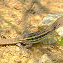 Image of Peters’ Butterfly Lizard