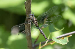 Image of Brush-tipped Emerald