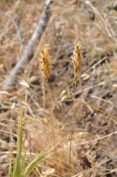 Image of annual vernal-grass