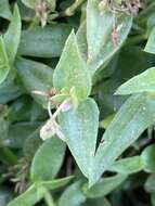 صورة Callisia micrantha (Torr.) D. R. Hunt