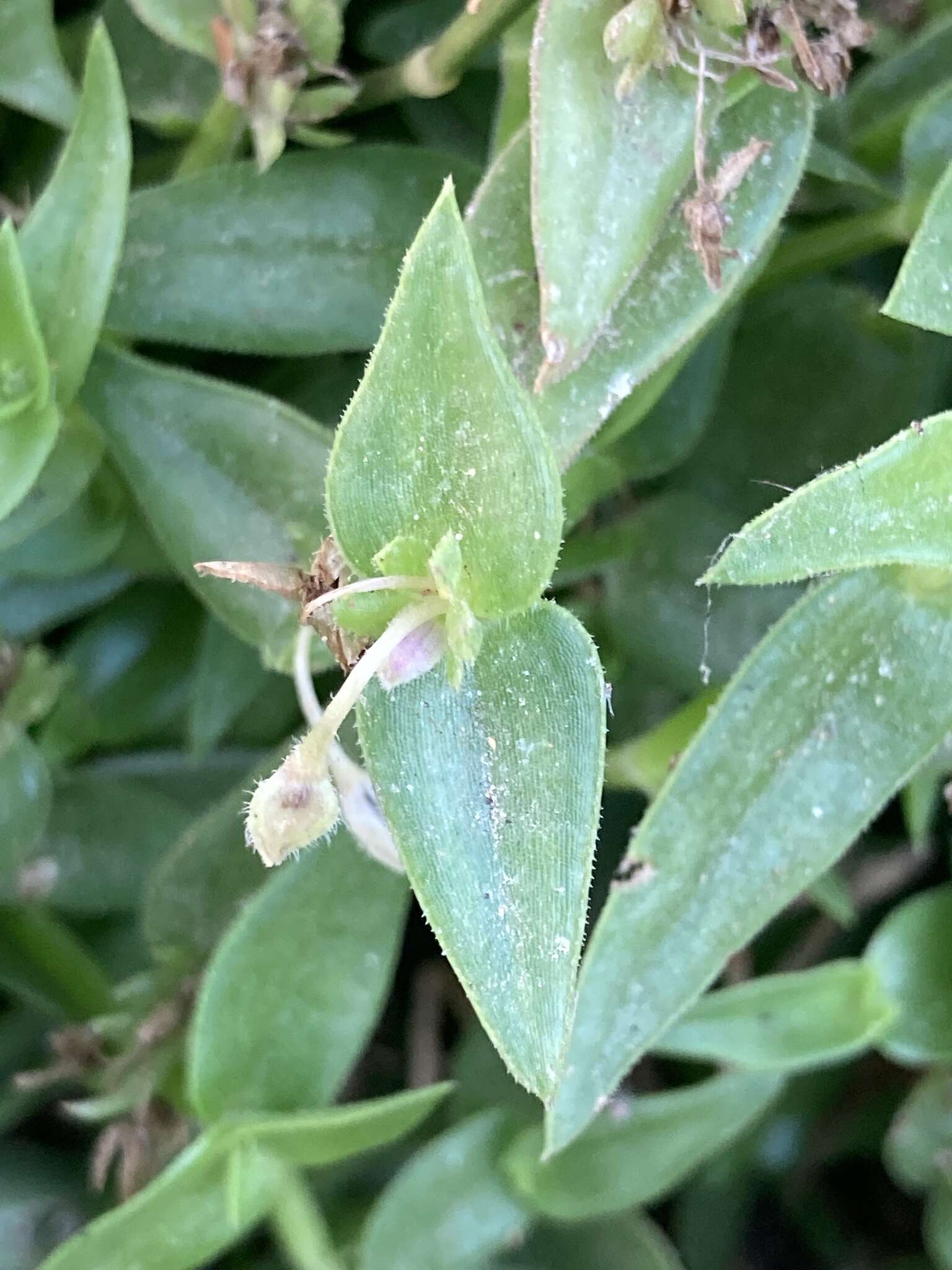 Image de Callisia micrantha (Torr.) D. R. Hunt