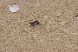 Image of Dune tiger beetle