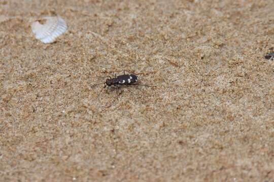 Image of Dune tiger beetle