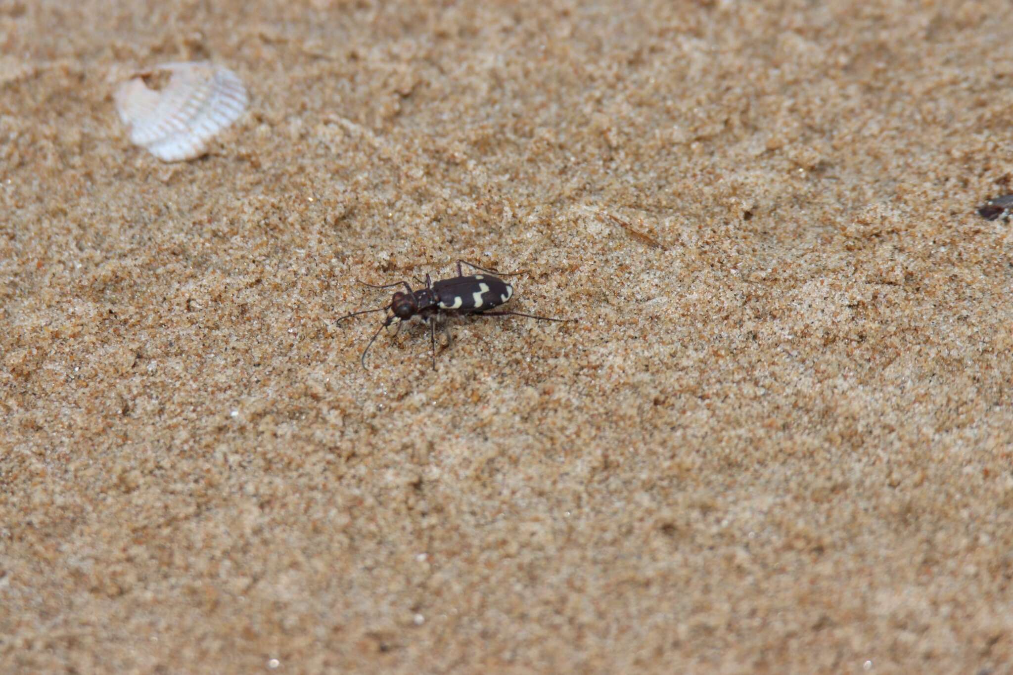 Image of Dune tiger beetle