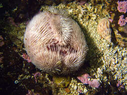 Image of Echinocardiinae Cooke 1942