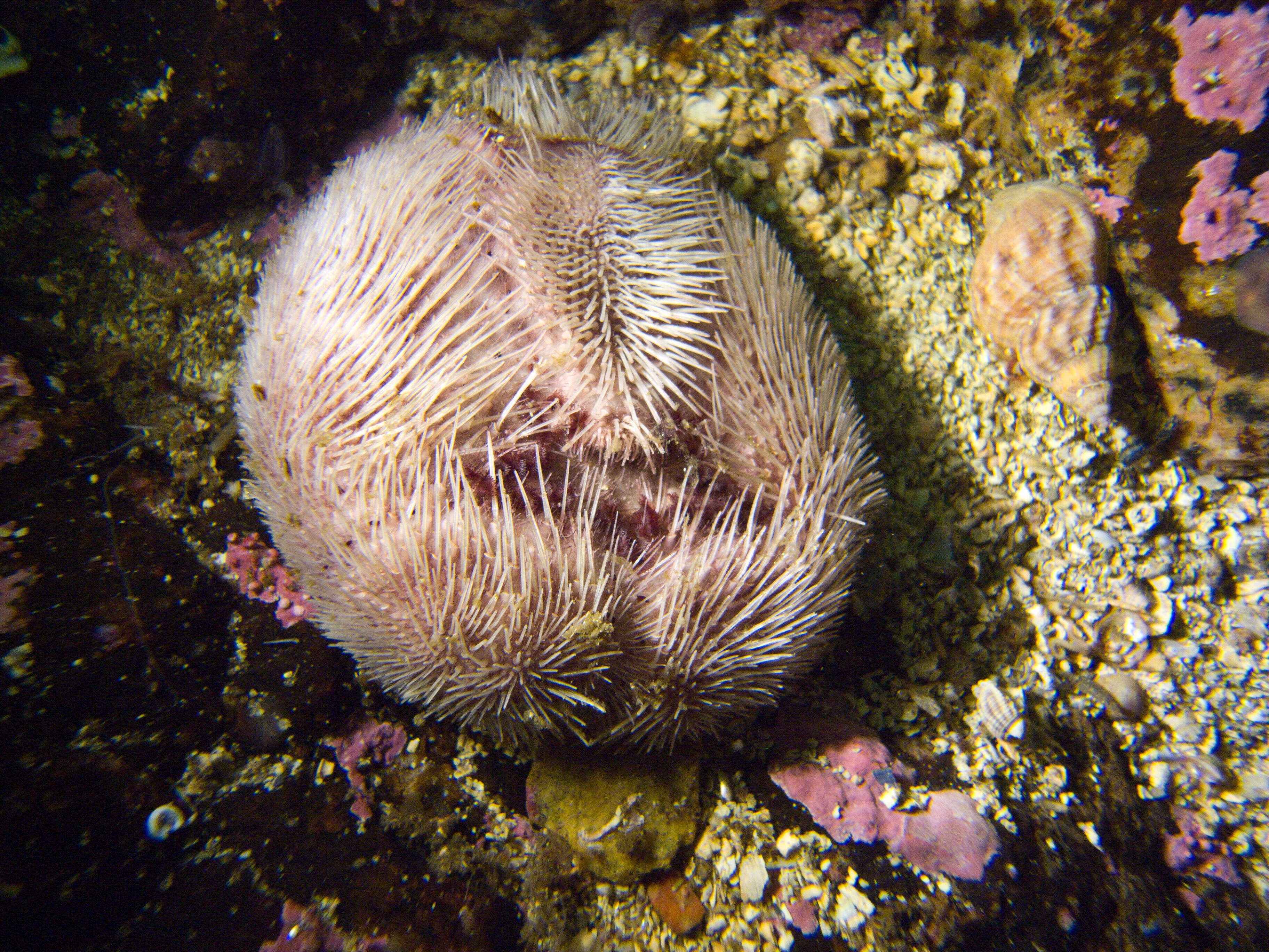 صورة Echinocardiinae Cooke 1942