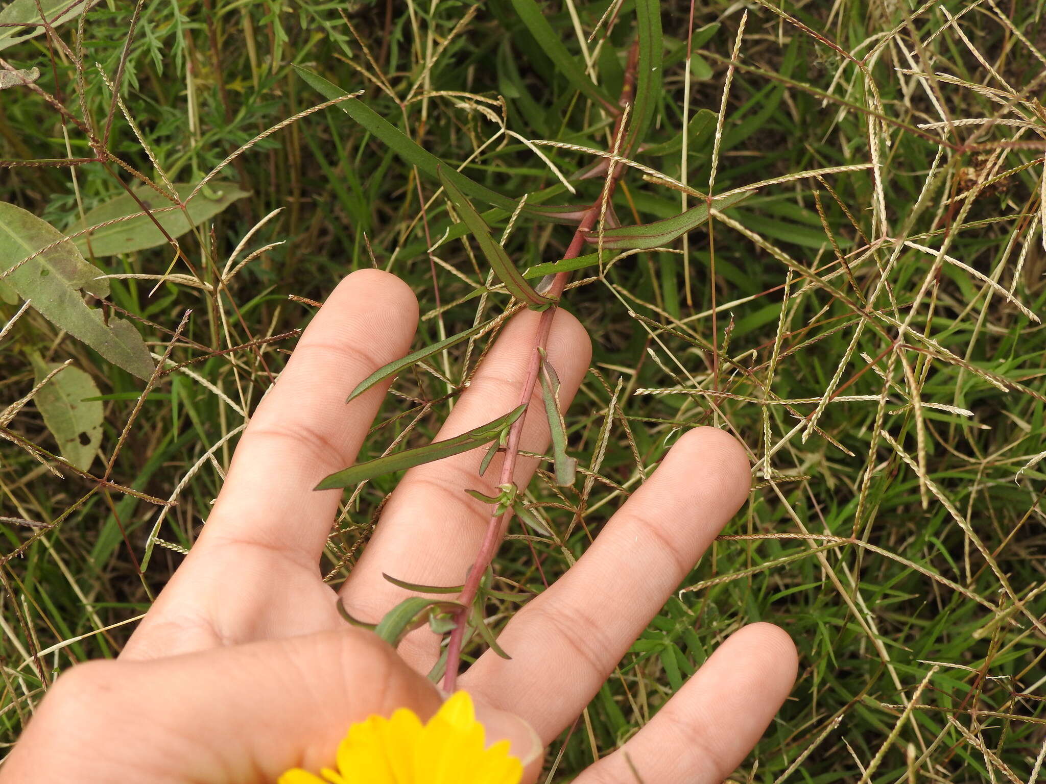 Image of Grindelia scorzonerifolia Hook. & Arn.