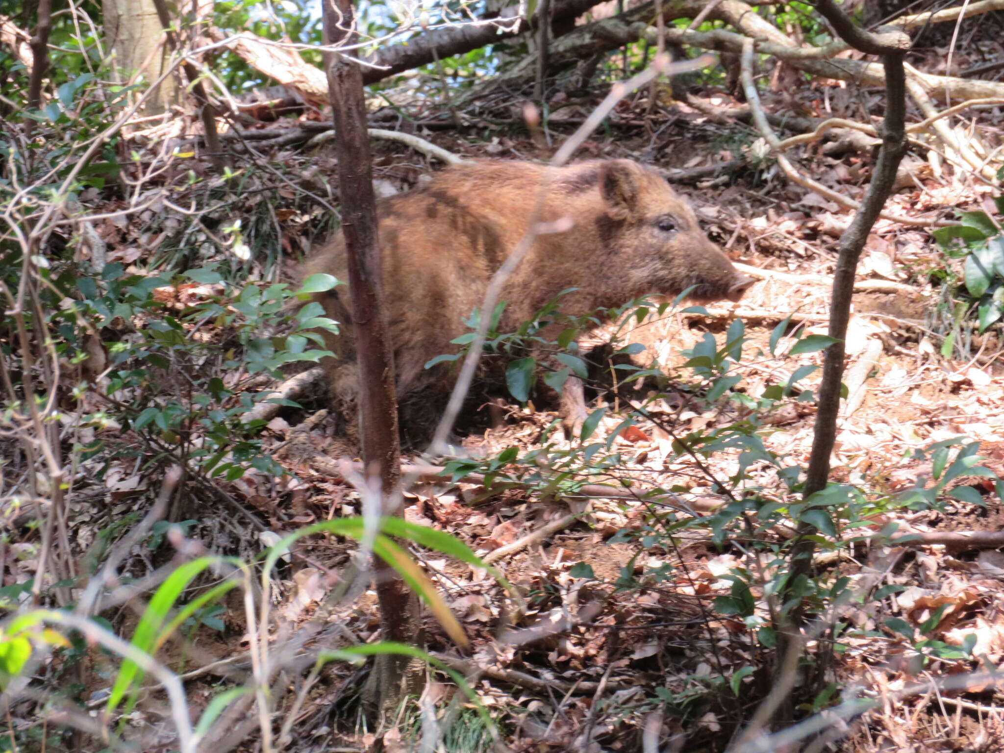 Imagem de Sus scrofa leucomystax Temminck 1842