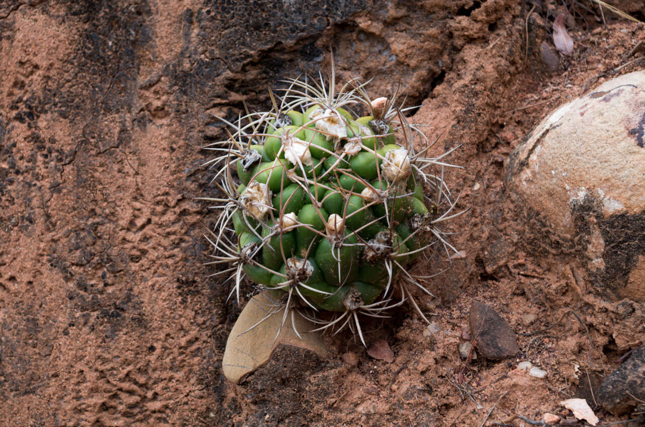 Image of Rebutia neocumingii subsp. lanata (F. Ritter) D. R. Hunt