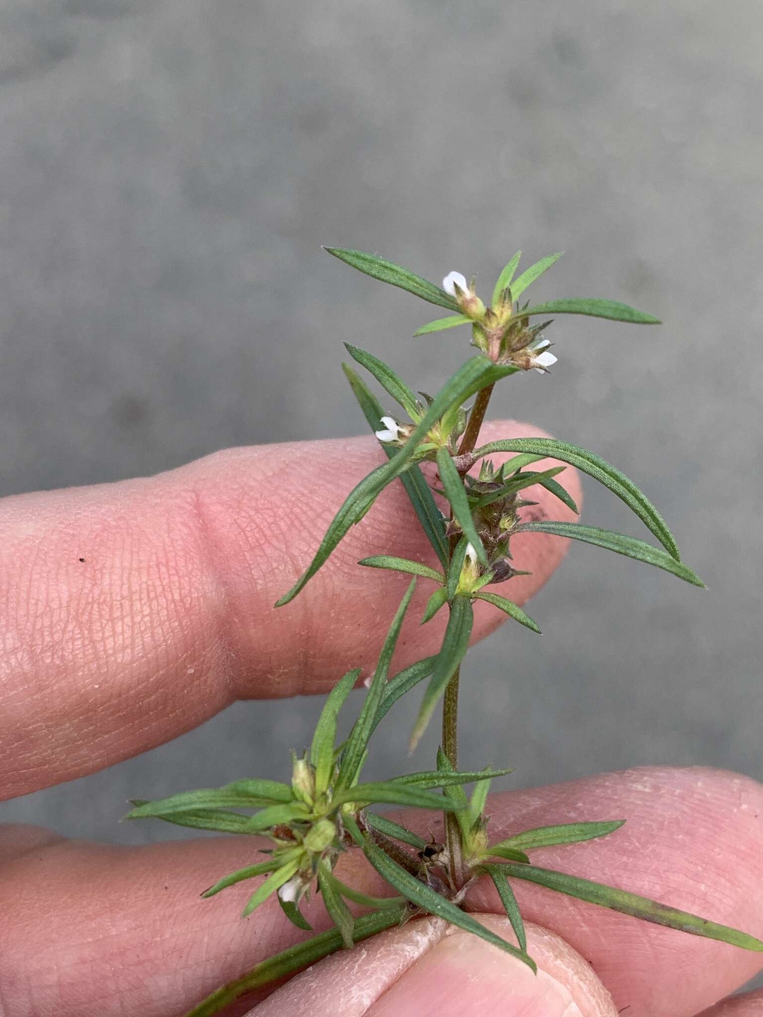 Oldenlandia capensis var. capensis resmi