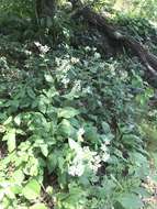 Image of <i>Parthenium <i>integrifolium</i></i> var. integrifolium