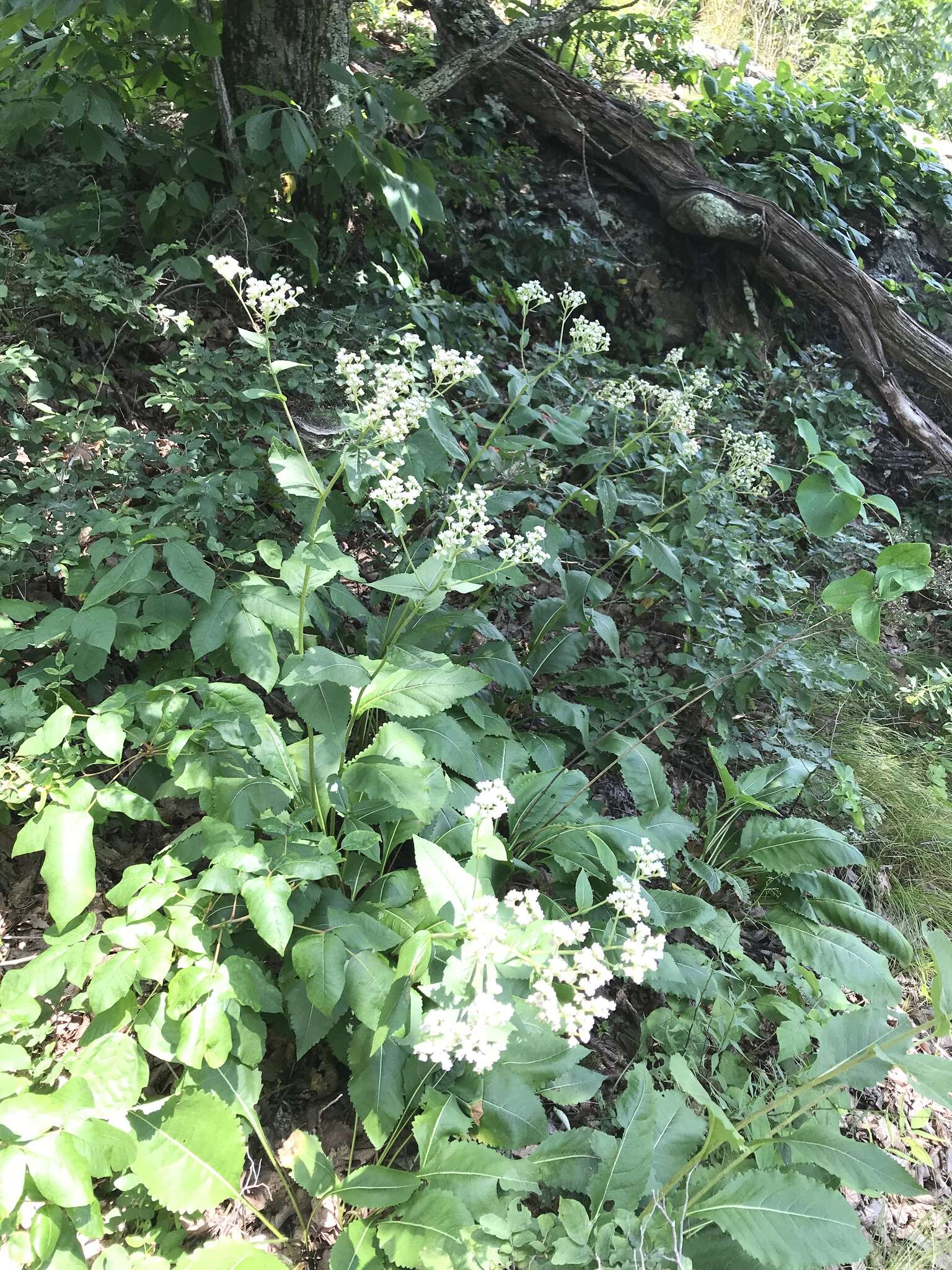 Plancia ëd <i>Parthenium <i>integrifolium</i></i> var. integrifolium