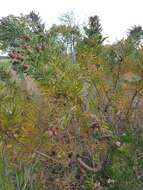 Image of Leucadendron macowanii Phillips
