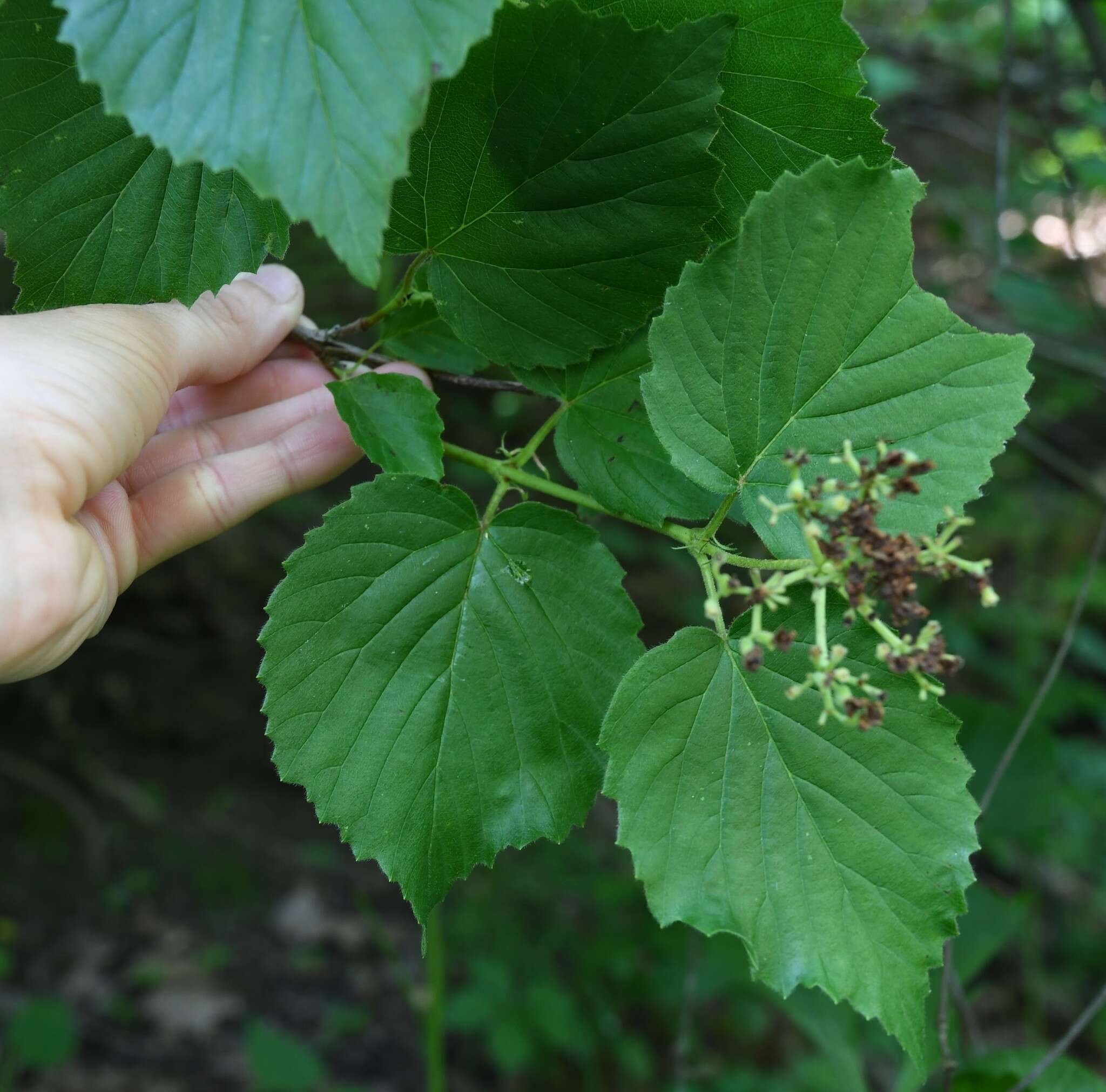 Image of bracted arrowwood